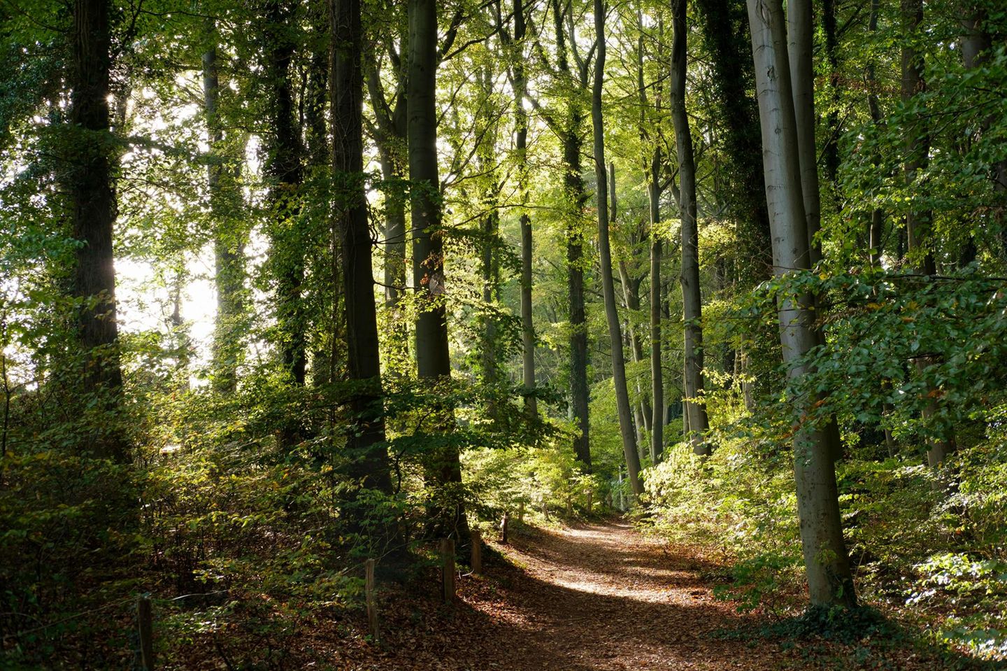 Küstenwald auf Usedom, Streckelsberg