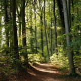 Küstenwald auf Usedom, Streckelsberg