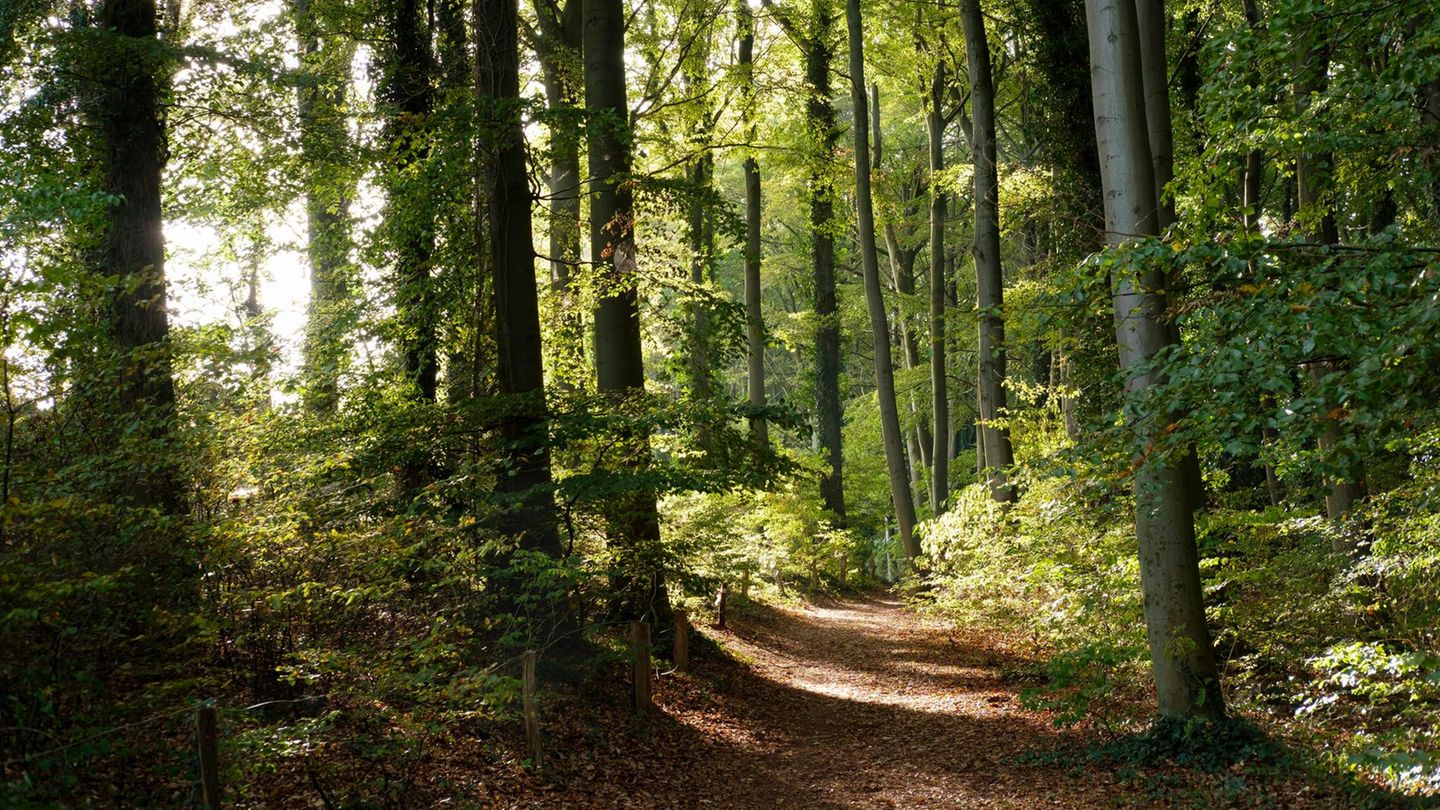 Küstenwald auf Usedom, Streckelsberg