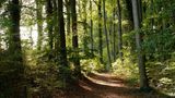 Küstenwald auf Usedom, Streckelsberg