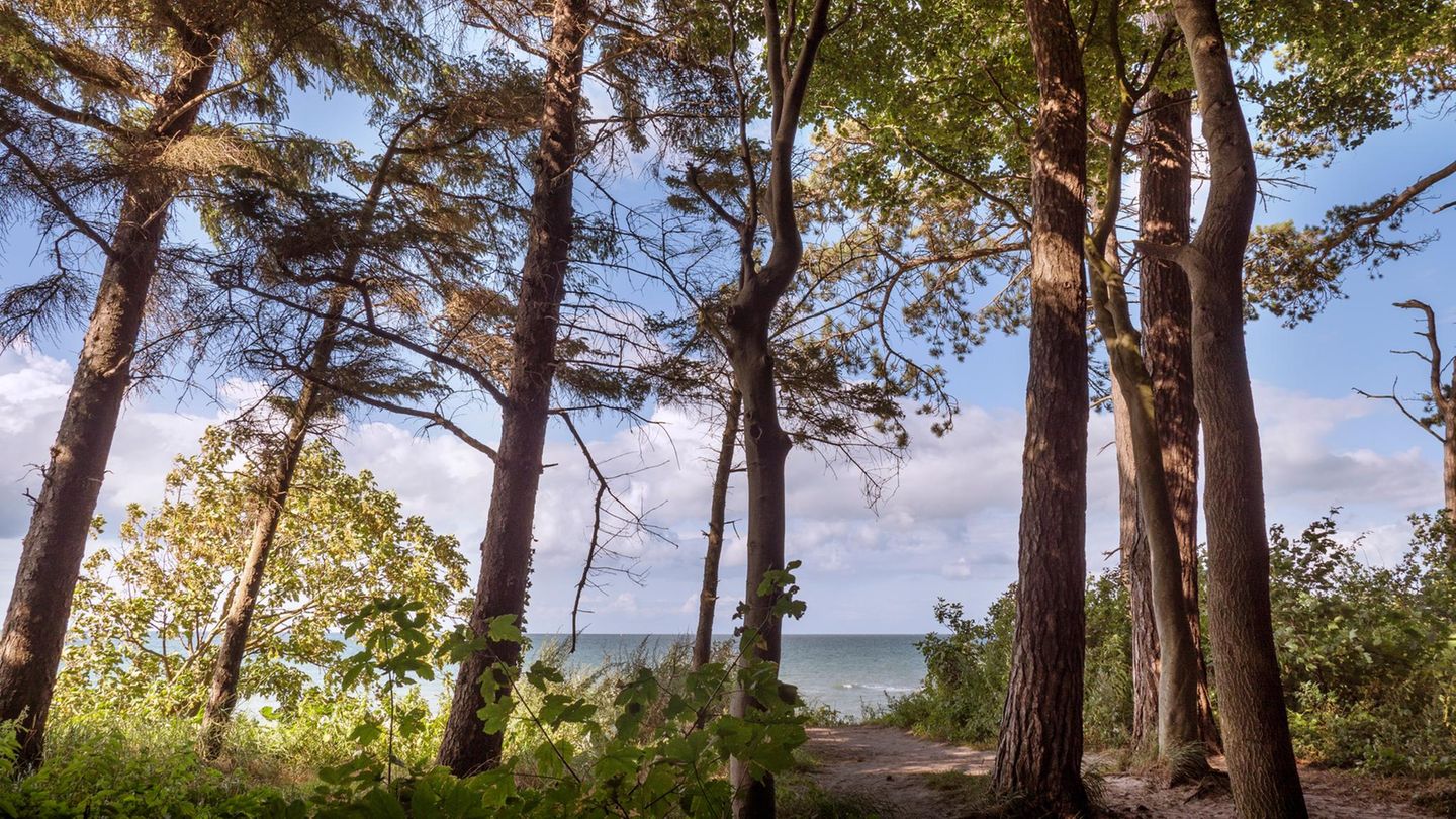 Bewaldete Steilküste an der Ostsee bei Warnemünde