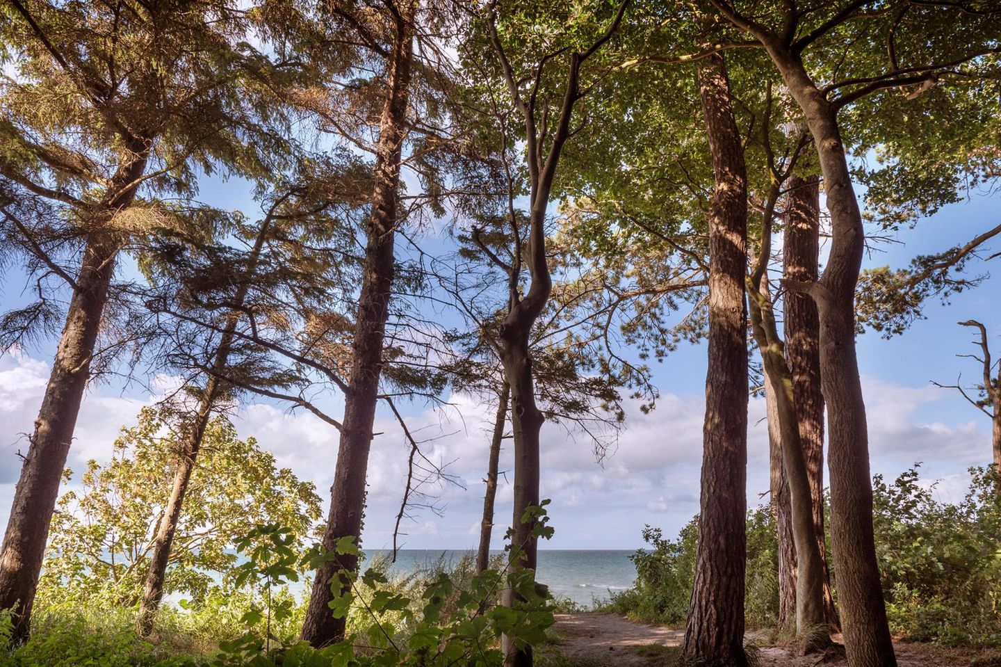 Wandern mit Aussicht im Küstenwald Stoltera Bewaldete Steilküste an der Ostsee bei Warnemünde