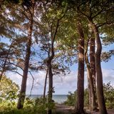 Bewaldete Steilküste an der Ostsee bei Warnemünde