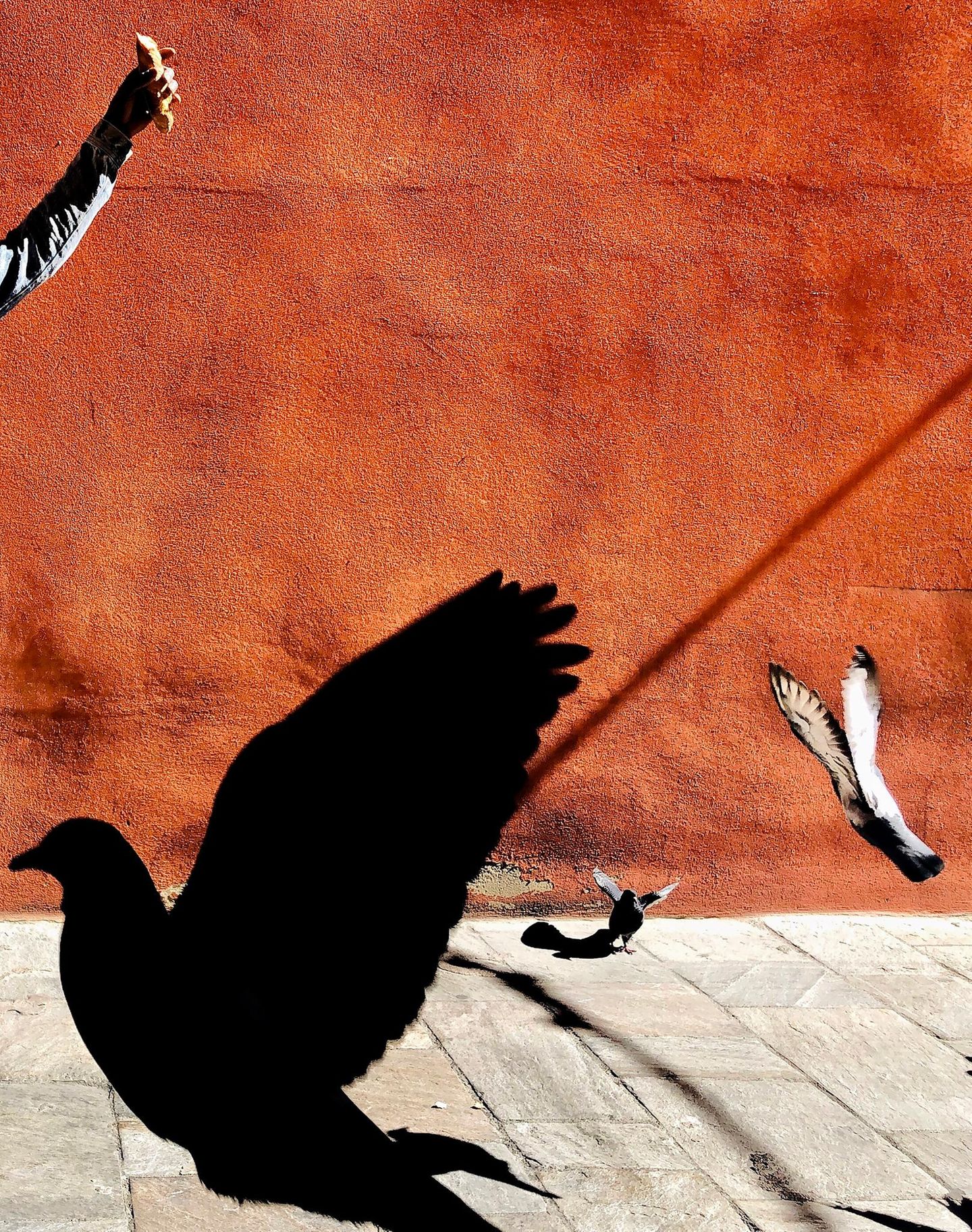 Schattenriss Tauben