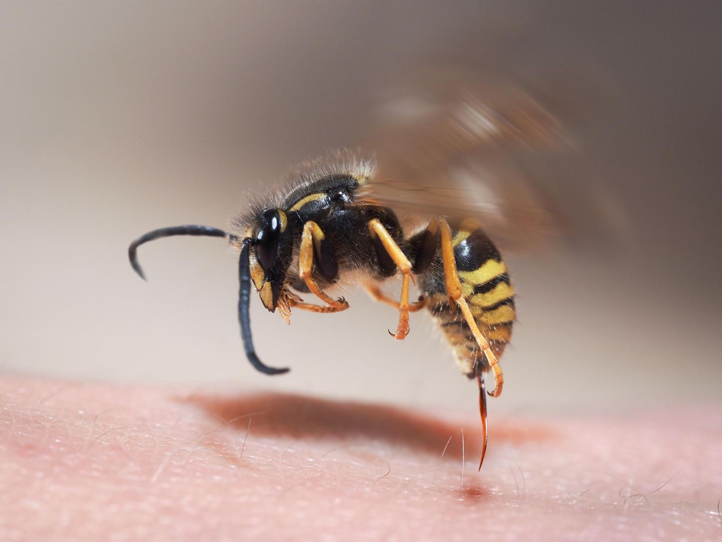 Unangehm sind Wespenstiche immer. Doch rund zwei bis drei Prozent der Bevölkerung haben eine echte Allergie auf Wespen- oder Bienengift