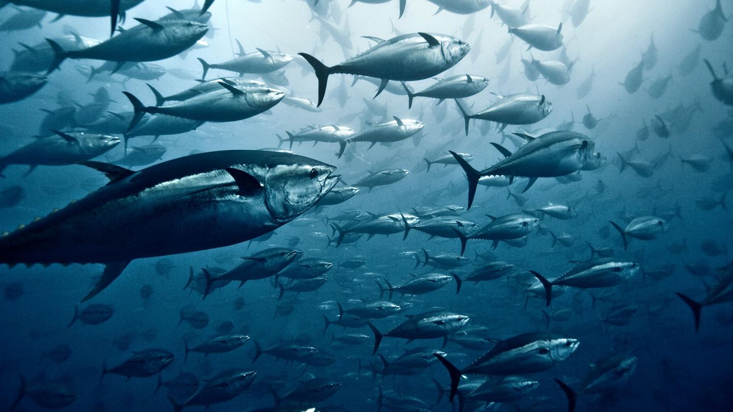 Erw rmung Der Ozeane Vertreibt Fische Aus Den K stenregionen GEO Erw rmung der ozeane vertreibt fische aus den k stenregionen geo