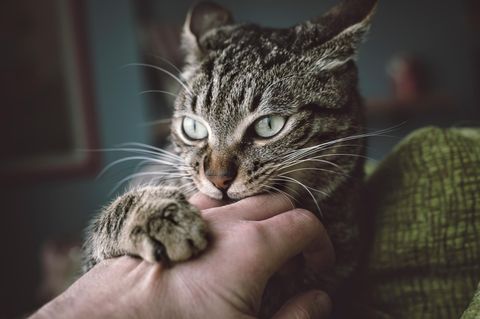 Katze beißt einem Menschen in die Hand und kratzt