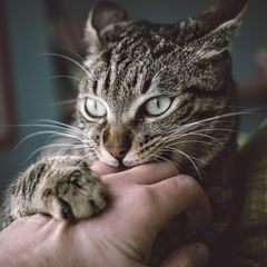 Katze beißt einem Menschen in die Hand und kratzt