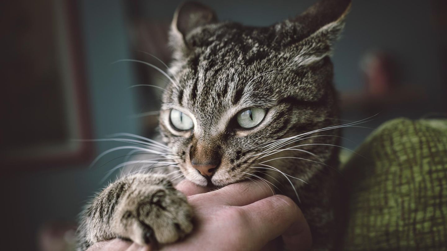 Katze beißt einem Menschen in die Hand und kratzt