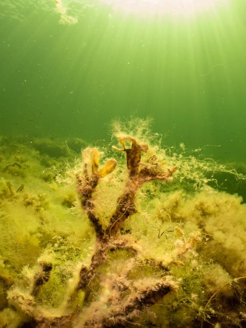 Seetang im Öresund