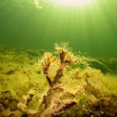 Seetang im Öresund