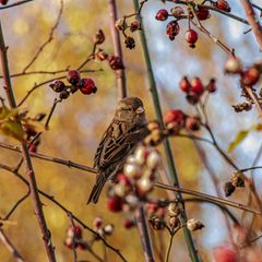Rosen sind wertvolle Vogelschutzgehölze. Bei der Hundsrose (Rosa canina) handelt es sich um eine heimische Wildform, deren ungefüllte Blüten für viele Insekten interessant sind. Sie wächst aufrecht mit überhängenden Zweigen. Einen besonders schönen Effekt erzielt sie damit an Zäunen, Spalieren oder Mauern. Hundsrosen haben keine Dornen, sondern hakenförmige Stacheln. Verzichtet man auf den Schnitt, bilden sich mit der Zeit wirre Verzweigungen, in die es für Hauskatzen und andere Feinde kein Vordringen gibt.