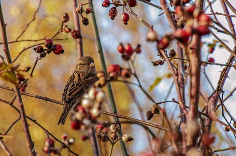Rosen sind wertvolle Vogelschutzgehölze. Bei der Hundsrose (Rosa canina) handelt es sich um eine heimische Wildform, deren ungefüllte Blüten für viele Insekten interessant sind. Sie wächst aufrecht mit überhängenden Zweigen. Einen besonders schönen Effekt erzielt sie damit an Zäunen, Spalieren oder Mauern. Hundsrosen haben keine Dornen, sondern hakenförmige Stacheln. Verzichtet man auf den Schnitt, bilden sich mit der Zeit wirre Verzweigungen, in die es für Hauskatzen und andere Feinde kein Vordringen gibt.