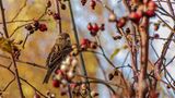 Rosen sind wertvolle Vogelschutzgehölze. Bei der Hundsrose (Rosa canina) handelt es sich um eine heimische Wildform, deren ungefüllte Blüten für viele Insekten interessant sind. Sie wächst aufrecht mit überhängenden Zweigen. Einen besonders schönen Effekt erzielt sie damit an Zäunen, Spalieren oder Mauern. Hundsrosen haben keine Dornen, sondern hakenförmige Stacheln. Verzichtet man auf den Schnitt, bilden sich mit der Zeit wirre Verzweigungen, in die es für Hauskatzen und andere Feinde kein Vordringen gibt.