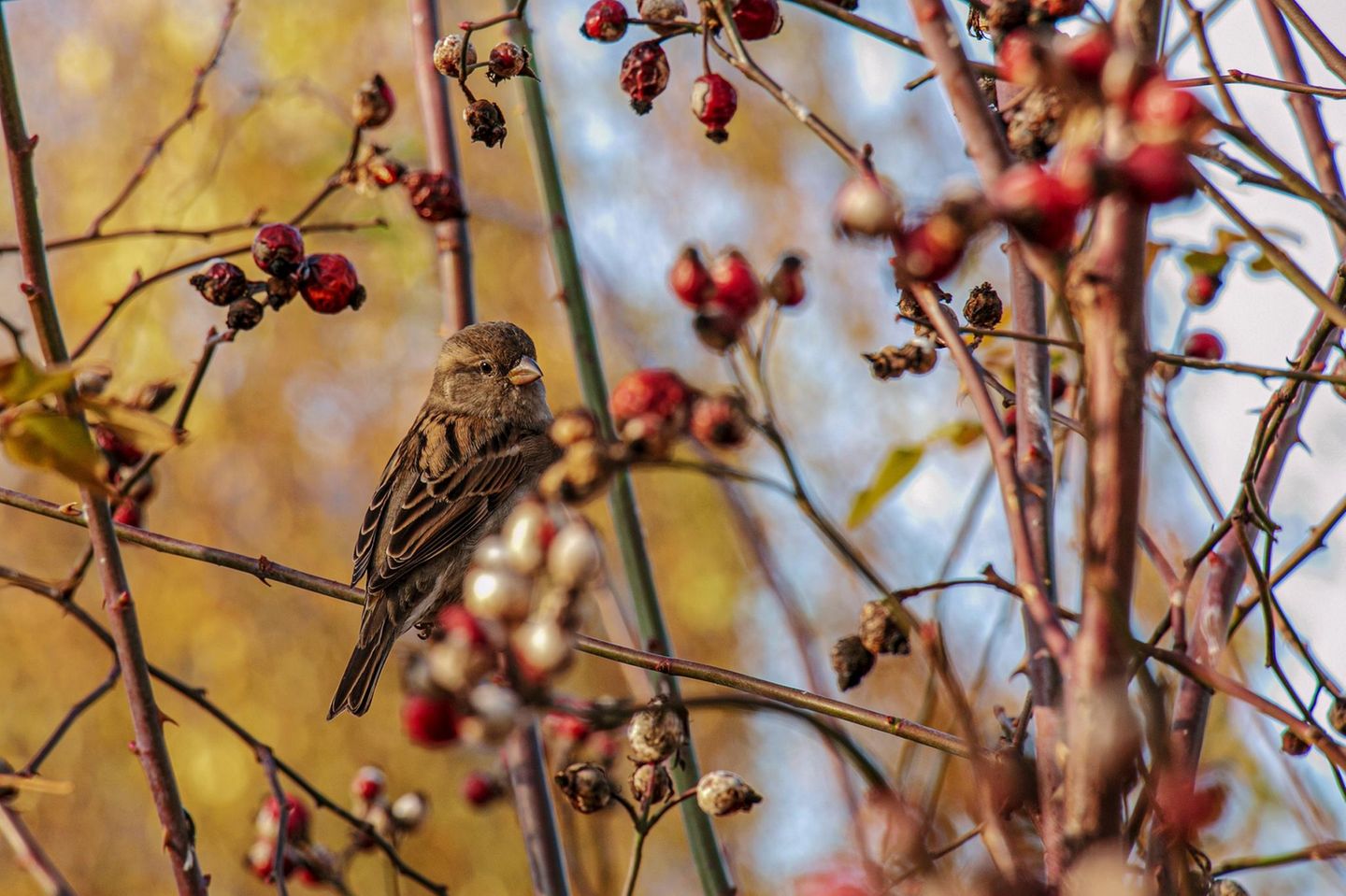 Rosen sind wertvolle Vogelschutzgehölze. Bei der Hundsrose (Rosa canina) handelt es sich um eine heimische Wildform, deren ungefüllte Blüten für viele Insekten interessant sind. Sie wächst aufrecht mit überhängenden Zweigen. Einen besonders schönen Effekt erzielt sie damit an Zäunen, Spalieren oder Mauern. Hundsrosen haben keine Dornen, sondern hakenförmige Stacheln. Verzichtet man auf den Schnitt, bilden sich mit der Zeit wirre Verzweigungen, in die es für Hauskatzen und andere Feinde kein Vordringen gibt.