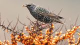 Für trockene und sonnige Standorte bietet sich der Sanddorn (Hippophae rhamnoides) an. Als Tiefwurzler hat er einen festen Stand und ist windverträglich. Er wächst dicht verzweigt und ist dornenbesetzt. Die dekorativen Früchte bleiben bis in den Winter am Strauch und ernähren viele heimische Vogelarten, die ihn mitunter auch als Lande- und Nistplatz nutzen. Bestäubt wird er durch den Wind. Die Blüten sind braun und eher unscheinbar.