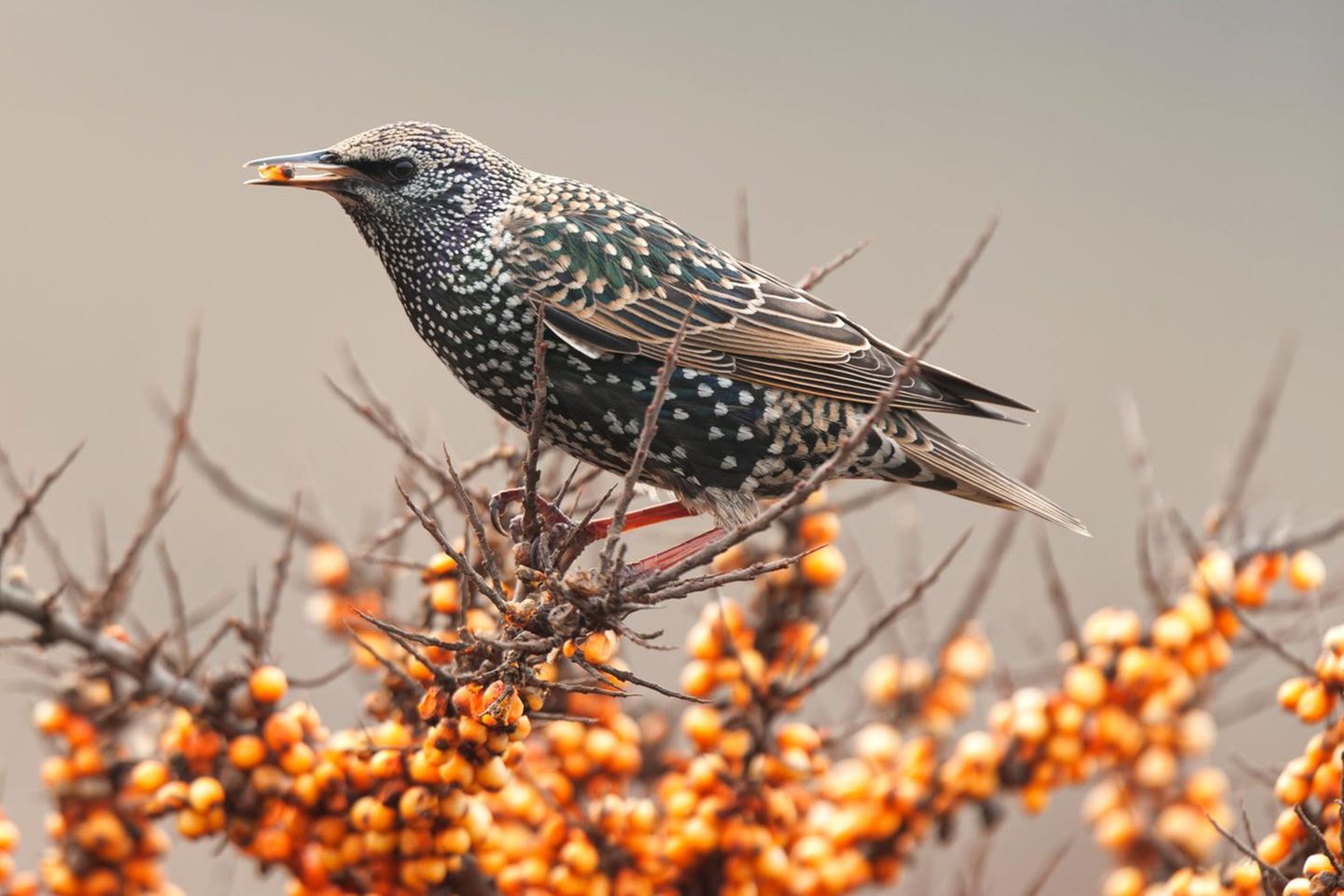 Sanddorn Für trockene und sonnige Standorte bietet sich der Sanddorn (Hippophae rhamnoides) an. Als Tiefwurzler hat er einen festen Stand und ist windverträglich. Er wächst dicht verzweigt und ist dornenbesetzt. Die dekorativen Früchte bleiben bis in den Winter am Strauch und ernähren viele heimische Vogelarten, die ihn mitunter auch als Lande- und Nistplatz nutzen. Bestäubt wird er durch den Wind. Die Blüten sind braun und eher unscheinbar.
