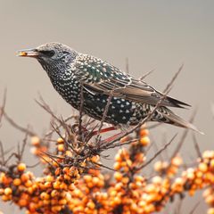 Für trockene und sonnige Standorte bietet sich der Sanddorn (Hippophae rhamnoides) an. Als Tiefwurzler hat er einen festen Stand und ist windverträglich. Er wächst dicht verzweigt und ist dornenbesetzt. Die dekorativen Früchte bleiben bis in den Winter am Strauch und ernähren viele heimische Vogelarten, die ihn mitunter auch als Lande- und Nistplatz nutzen. Bestäubt wird er durch den Wind. Die Blüten sind braun und eher unscheinbar.