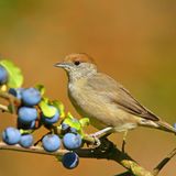 Mönchsgrasmücken (Sylvia atricapilla) haben eine Vorliebe für dichte Büsche und Sträucher, denn am liebsten halten sich die kleinen Vögel versteckt. Ihre Nester bauen sie in dichter Vegetation unweit vom Boden. Vornehmlich ernähren sie sich von Spinnen und Insekten, im Spätsommer und Herbst stehen auch weiche Beeren auf dem Speiseplan. Wer Schwarzdorn (Prunus Spinosa) und andere dornige Sträucher pflanzt, bietet den Vögeln Rückzugsort, Nistplatz und Futterquelle in einem.