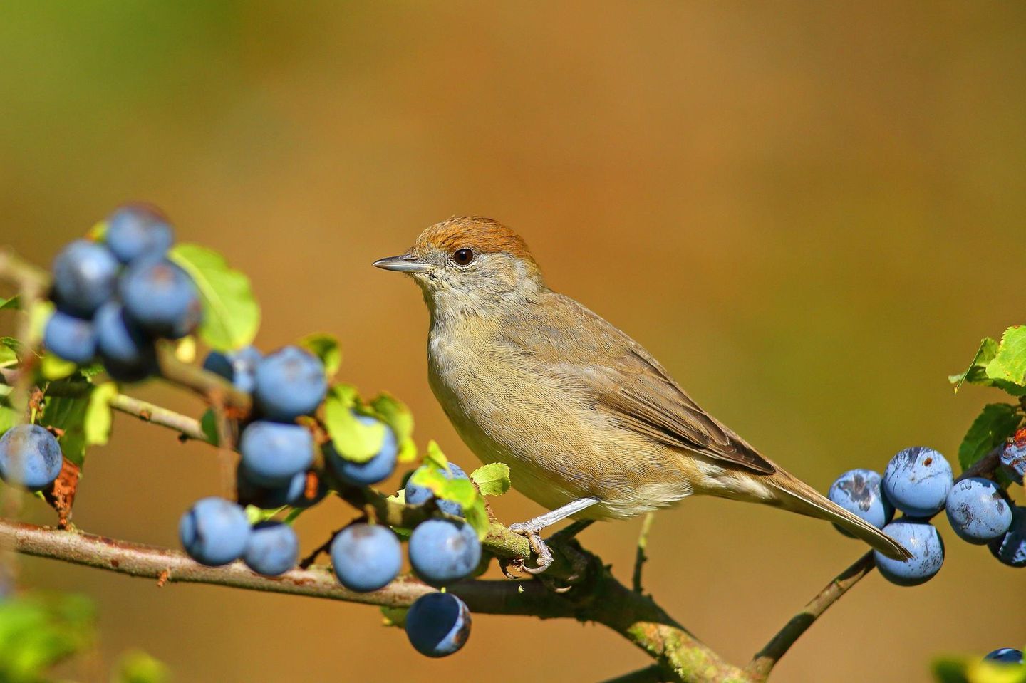 Mönchsgrasmücken (Sylvia atricapilla) haben eine Vorliebe für dichte Büsche und Sträucher, denn am liebsten halten sich die kleinen Vögel versteckt. Ihre Nester bauen sie in dichter Vegetation unweit vom Boden. Vornehmlich ernähren sie sich von Spinnen und Insekten, im Spätsommer und Herbst stehen auch weiche Beeren auf dem Speiseplan. Wer Schwarzdorn (Prunus Spinosa) und andere dornige Sträucher pflanzt, bietet den Vögeln Rückzugsort, Nistplatz und Futterquelle in einem.