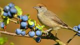 Mönchsgrasmücken (Sylvia atricapilla) haben eine Vorliebe für dichte Büsche und Sträucher, denn am liebsten halten sich die kleinen Vögel versteckt. Ihre Nester bauen sie in dichter Vegetation unweit vom Boden. Vornehmlich ernähren sie sich von Spinnen und Insekten, im Spätsommer und Herbst stehen auch weiche Beeren auf dem Speiseplan. Wer Schwarzdorn (Prunus Spinosa) und andere dornige Sträucher pflanzt, bietet den Vögeln Rückzugsort, Nistplatz und Futterquelle in einem.