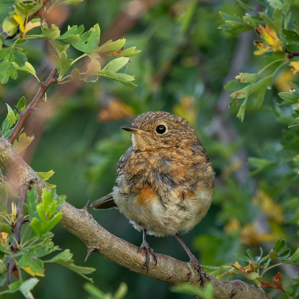 Zwischen den dornigen Ästen des Eingriffeligen Weißdorns (Crataegus monogyna) finden Singvögel wie dieses junge Rotkehlchen ein sicheres Versteck. Hauskatzen und andere Fressfeinde können sie hier nur schwer erreichen. Der Strauch wächst als Solitär oder in der Hecke. Er wird bis zu fünf Meter hoch und sechs Meter breit, ist aber schnittverträglich und kann in Form gehalten werden. Im Frühling locken die weißen Blüten Insekten an, im Herbst bilden sich rote Früchte, die Vögeln als Nahrung dienen. Außerdem nutzen zahlreiche Schmetterlinge den Eingriffeligen Weißdorn als Raupenfutterpflanze.