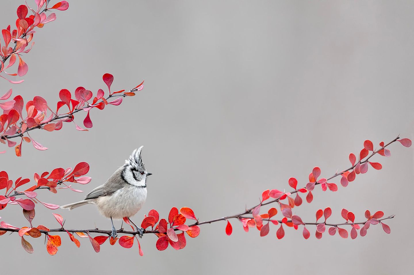 Gewöhnliche Berberitze Laut LBV ist die Haubenmeise (Lophophanes cristatus) die vorsichtigste aller Meisen: Fühlt sie sich beobachtet, verschwindet sie umgehend hinter einer Deckung. Sie ist vor allem dort anzutreffen, wo alte Nadelhölzer wachsen. Kiefern- und Fichtenwälder sind ihr natürlicher Lebensraum, aber auch in Gärten und Parks mit entsprechendem Bewuchs fühlt sie sich wohl. Dort freut sie sich auch über verzweigte Gehölze wie die Gewöhnliche Berberitze (Berberis vulgaris). Ihre spitzen Dornen machen sie zum idealen Vogelschutzgehölz. Sie ist außerdem überaus wandelbar: Mit gelben Blüten im Frühling, sattgrünem Laub im Sommer und einer leuchtend roten Herbstfärbung.
