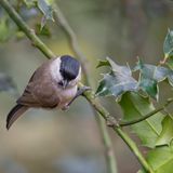 Die Europäische Stechpalme (Ilex aquifolium) besitzt ebenfalls keine Dornen, verfügt aber über stachelige Blätter, die Fressfeinde fernhalten können. Im Frühling zieren die Pflanze weiße und insektenfreundliche Blüten. Im Herbst und Winter dienen rote Früchte als Vogelfutter, für Menschen und Haustiere sind sie jedoch giftig. Ilex kann als Solitär oder als immergrüne Hecke gepflanzt werden. 
