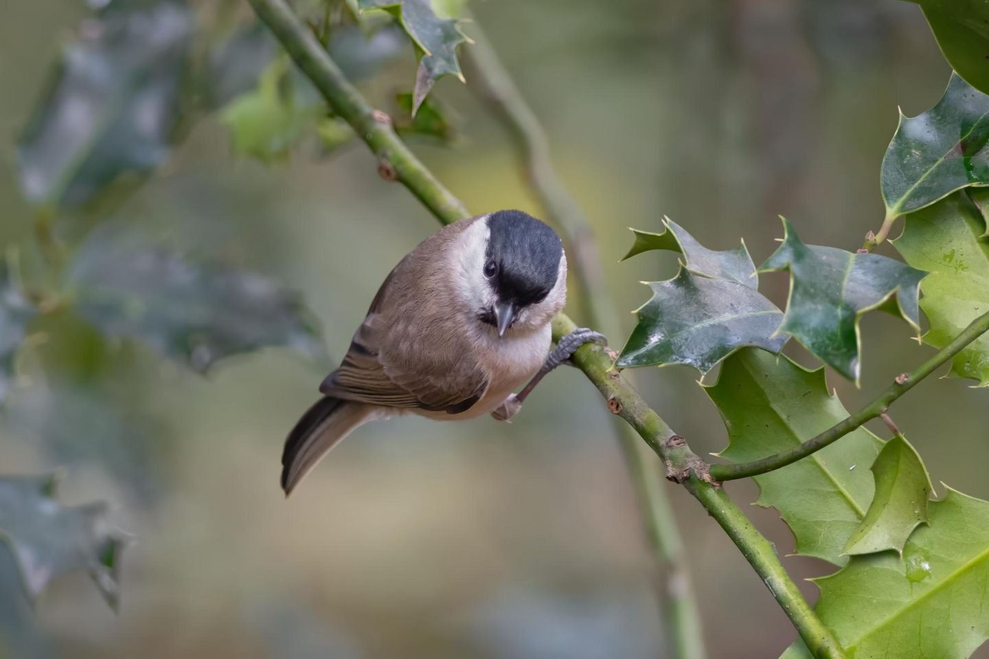 Die Europäische Stechpalme (Ilex aquifolium) besitzt ebenfalls keine Dornen, verfügt aber über stachelige Blätter, die Fressfeinde fernhalten können. Im Frühling zieren die Pflanze weiße und insektenfreundliche Blüten. Im Herbst und Winter dienen rote Früchte als Vogelfutter, für Menschen und Haustiere sind sie jedoch giftig. Ilex kann als Solitär oder als immergrüne Hecke gepflanzt werden. 