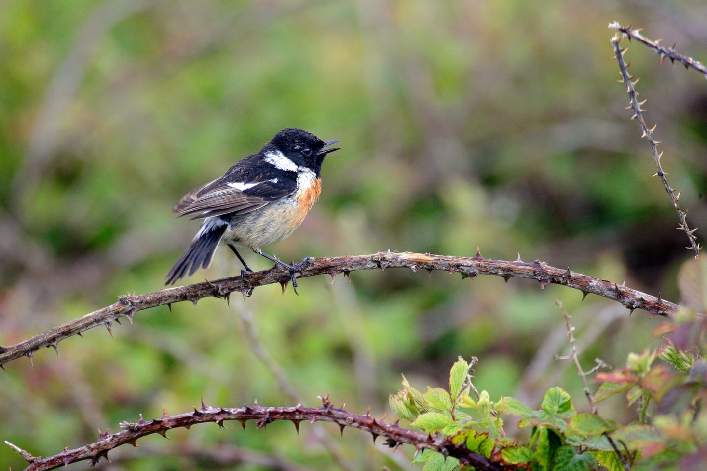 Wilde Brombeere Das Schwarzkehlchen (Saxicola rubicola) liebt zwar Brachen und anderes Offenland, doch dort nutzt es einzelne Sträucher als sichere Bühne für eine Gesangseinlage oder für die Jagd. Dabei bevorzugt der kleine Vogel die Wilde Brombeere (Rubus fruticosus), wie sein Name bereits vermuten lässt: "rubicola" bedeutet laut NABU so viel wie "Brombeerstrauch-Bewohner". Auch der Zaunkönig oder die Mönchsgrasmücke schätzen die wuchernde, vielverzweigte Pflanze als Unterschlupf, ebenso wie Igel und andere kleine Säugetiere. Am besten eignet sie sich für große Grundstücke. Eine gute Alternative für kleinere Gärten ist die Himbeere (Rubus idaeus).