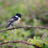 Das Schwarzkehlchen (Saxicola rubicola) liebt zwar Brachen und anderes Offenland, doch dort nutzt es einzelne Sträucher als sichere Bühne für eine Gesangseinlage oder für die Jagd. Dabei bevorzugt der kleine Vogel die Wilde Brombeere (Rubus fruticosus), wie sein Name bereits vermuten lässt: "rubicola" bedeutet laut NABU so viel wie "Brombeerstrauch-Bewohner". Auch der Zaunkönig oder die Mönchsgrasmücke schätzen die wuchernde, vielverzweigte Pflanze als Unterschlupf, ebenso wie Igel und andere kleine Säugetiere. Am besten eignet sie sich für große Grundstücke. Eine gute Alternative für kleinere Gärten ist die Himbeere (Rubus idaeus).