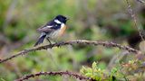 Das Schwarzkehlchen (Saxicola rubicola) liebt zwar Brachen und anderes Offenland, doch dort nutzt es einzelne Sträucher als sichere Bühne für eine Gesangseinlage oder für die Jagd. Dabei bevorzugt der kleine Vogel die Wilde Brombeere (Rubus fruticosus), wie sein Name bereits vermuten lässt: "rubicola" bedeutet laut NABU so viel wie "Brombeerstrauch-Bewohner". Auch der Zaunkönig oder die Mönchsgrasmücke schätzen die wuchernde, vielverzweigte Pflanze als Unterschlupf, ebenso wie Igel und andere kleine Säugetiere. Am besten eignet sie sich für große Grundstücke. Eine gute Alternative für kleinere Gärten ist die Himbeere (Rubus idaeus).