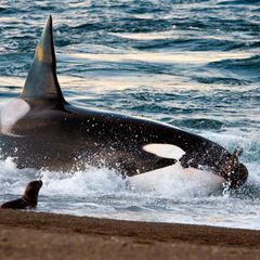 Orka bei der Jagd