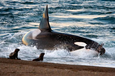 Orka bei der Jagd