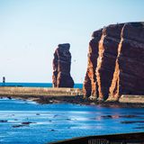 Völlig untypisch für Schleswig-Holstein und die deutsche Nordseeküste ist die Felsinsel Helgoland, weit draußen im Meer. Entstanden ist sie dadurch, dass mächtige Salzablagerungen Millionen Jahre alte, darüber liegende Gesteinsschichten nach oben gedrückt haben. Ein Fels, die 47 Meter hohe Lange Anna, hat sich dabei vom kompakten Inselkörper gelöst. Sie ist die Kinderstube von Basstölpeln, Trottellummen, Tordalken, Eissturmvögeln und Dreizehenmöwen – allesamt Spezies, die in Deutschland nur auf Helgoland vorkommen. Von dem Wanderweg aus, der direkt an der Felskante verläuft, lassen sich die Vögel während der Brutzeit aus nächster Nähe beobachten.