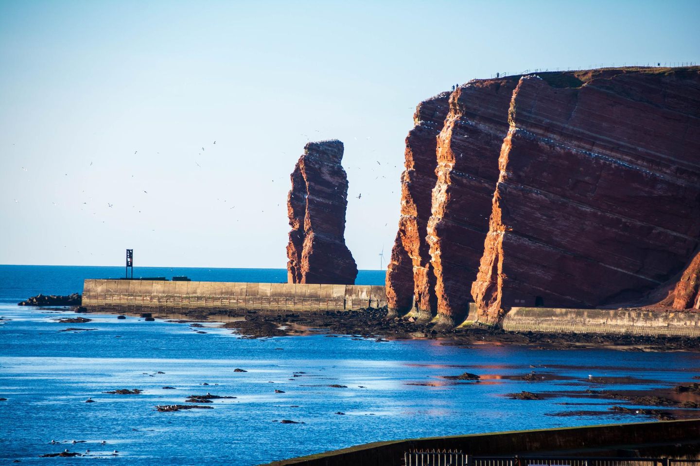 Völlig untypisch für Schleswig-Holstein und die deutsche Nordseeküste ist die Felsinsel Helgoland, weit draußen im Meer. Entstanden ist sie dadurch, dass mächtige Salzablagerungen Millionen Jahre alte, darüber liegende Gesteinsschichten nach oben gedrückt haben. Ein Fels, die 47 Meter hohe Lange Anna, hat sich dabei vom kompakten Inselkörper gelöst. Sie ist die Kinderstube von Basstölpeln, Trottellummen, Tordalken, Eissturmvögeln und Dreizehenmöwen – allesamt Spezies, die in Deutschland nur auf Helgoland vorkommen. Von dem Wanderweg aus, der direkt an der Felskante verläuft, lassen sich die Vögel während der Brutzeit aus nächster Nähe beobachten.