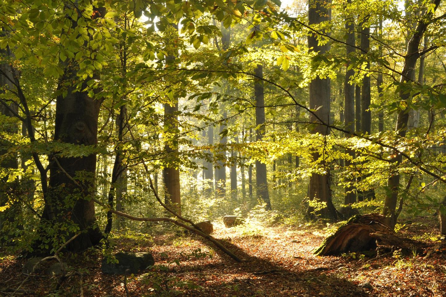 Der Müritz-Nationalpark kann mit mehr als dem gleichnamigen See punkten: Rundherum erstrecken sich teils alte Wälder – darunter das UNESCO-Weltnaturerbe "Buchenwälder im Serrahn". Das Naturjuwel zählt zu den ältesten naturnahen Laubwaldgebieten Deutschlands. Die mosaikartige Landschaft ist neben Waldgebieten mit jahrhundertealten Baumriesen geprägt durch eiszeitliche Sandablagerungen, Seen und Moore. Sie bietet Tausenden Tier- und Pflanzenarten einen strukturreichen Lebensraum, darunter See- und Fischadler, Mopsfledermaus und  Zwergschnäpper. Erkunden lässt sich der urtümliche Wald bequem auf dem 6,5 Kilometer langen Wald-Erlebnis-Pfad.