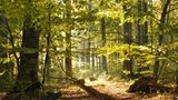 Der Müritz-Nationalpark kann mit mehr als dem gleichnamigen See punkten: Rundherum erstrecken sich teils alte Wälder – darunter das UNESCO-Weltnaturerbe "Buchenwälder im Serrahn". Das Naturjuwel zählt zu den ältesten naturnahen Laubwaldgebieten Deutschlands. Die mosaikartige Landschaft ist neben Waldgebieten mit jahrhundertealten Baumriesen geprägt durch eiszeitliche Sandablagerungen, Seen und Moore. Sie bietet Tausenden Tier- und Pflanzenarten einen strukturreichen Lebensraum, darunter See- und Fischadler, Mopsfledermaus und  Zwergschnäpper. Erkunden lässt sich der urtümliche Wald bequem auf dem 6,5 Kilometer langen Wald-Erlebnis-Pfad.