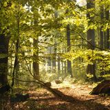 Der Müritz-Nationalpark kann mit mehr als dem gleichnamigen See punkten: Rundherum erstrecken sich teils alte Wälder – darunter das UNESCO-Weltnaturerbe "Buchenwälder im Serrahn". Das Naturjuwel zählt zu den ältesten naturnahen Laubwaldgebieten Deutschlands. Die mosaikartige Landschaft ist neben Waldgebieten mit jahrhundertealten Baumriesen geprägt durch eiszeitliche Sandablagerungen, Seen und Moore. Sie bietet Tausenden Tier- und Pflanzenarten einen strukturreichen Lebensraum, darunter See- und Fischadler, Mopsfledermaus und  Zwergschnäpper. Erkunden lässt sich der urtümliche Wald bequem auf dem 6,5 Kilometer langen Wald-Erlebnis-Pfad.