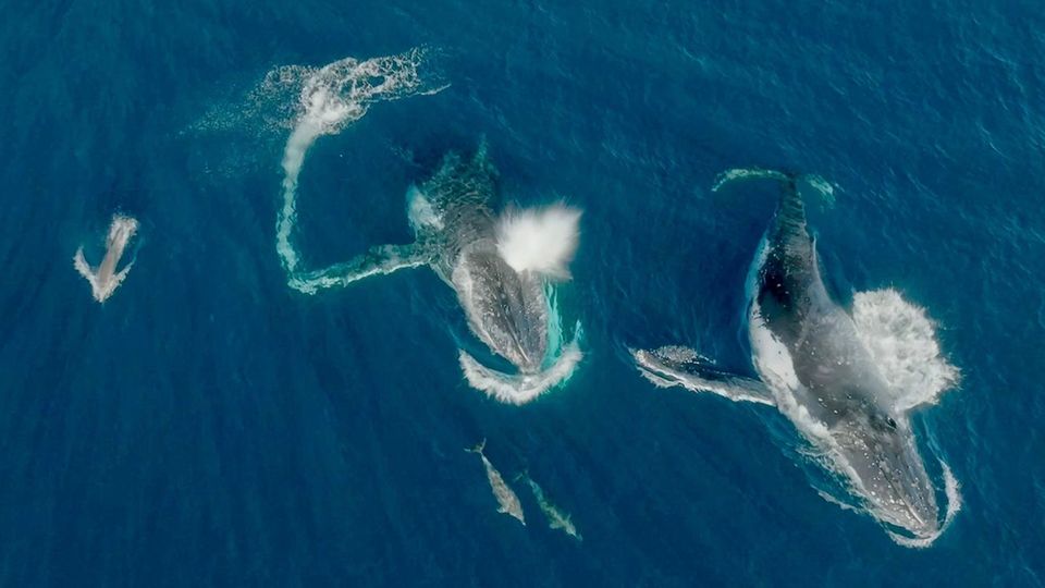Vor allem Buckelwale verstehen sich offenbar prächtig mit Delfinen