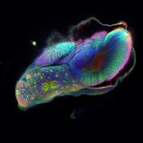 Gehirn eines Schmetterlings während der Metamorphose