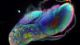 Gehirn eines Schmetterlings während der Metamorphose