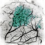 Vorhandensein von Kunststoffpartikeln tief im Inneren einer lebenden Maus