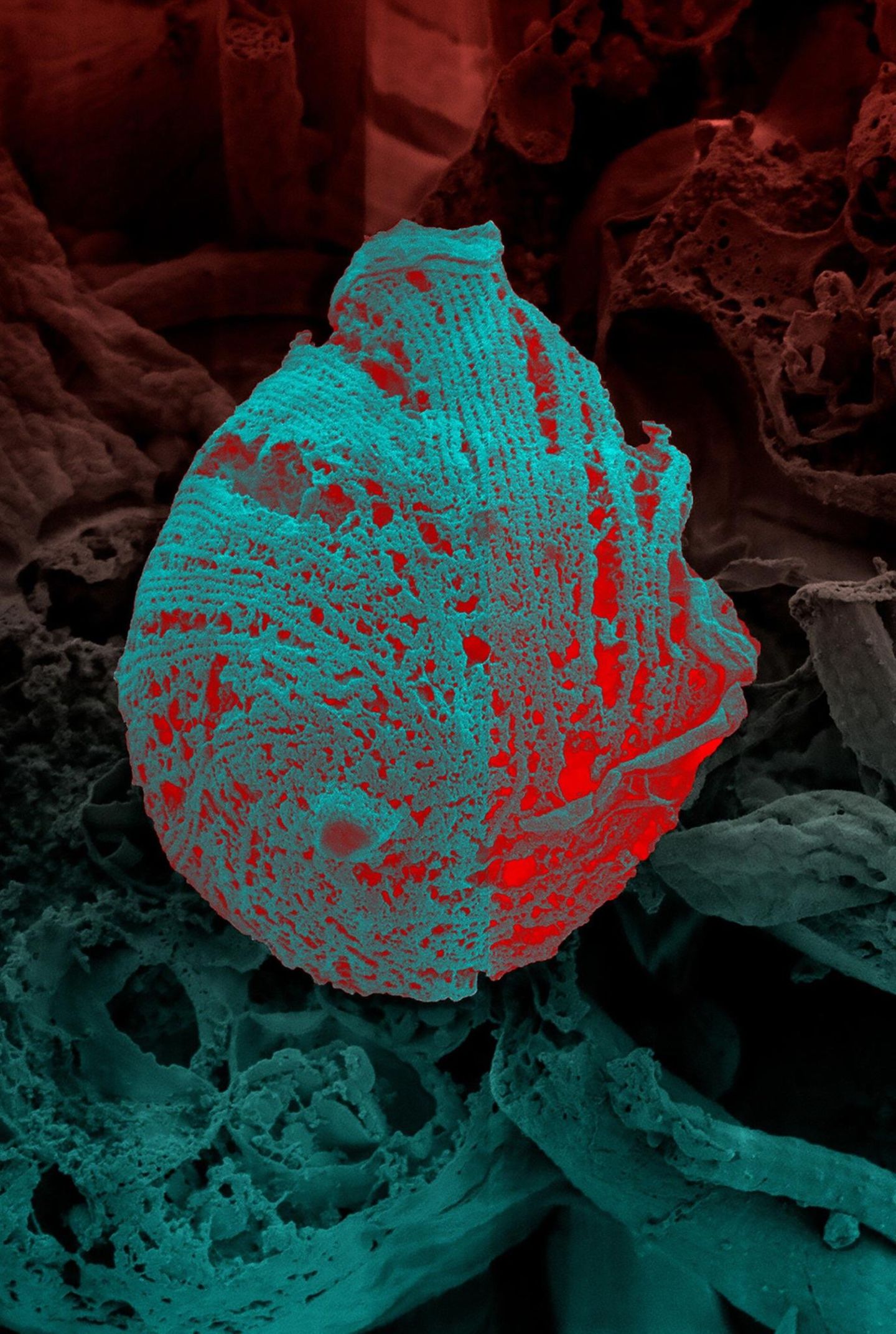 innere Struktur von Trypanosoma cruzi, dem Parasiten, der die Chagas-Krankheit verursacht