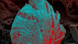 innere Struktur von Trypanosoma cruzi, dem Parasiten, der die Chagas-Krankheit verursacht