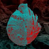 innere Struktur von Trypanosoma cruzi, dem Parasiten, der die Chagas-Krankheit verursacht