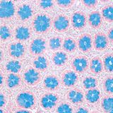 schleimbildende Zellen, sogenannte Becherzellen, die sich im Dickdarm befinden