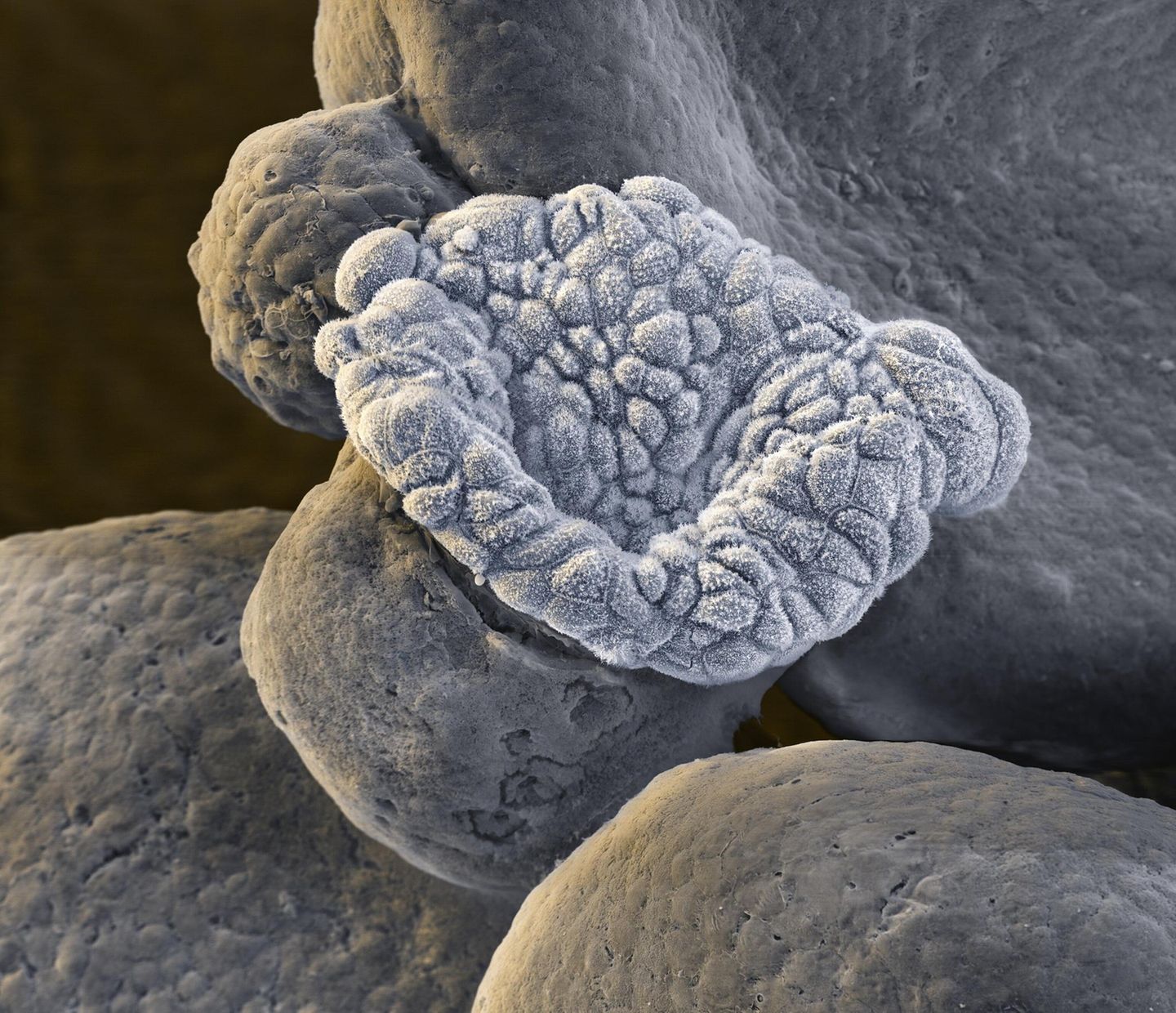 Organoide sind kleine Strukturen aus Zellen und Geweben, die im Labor zu einem „Mini-Organ“ gezüchtet werden