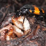 Fürsorglicher Totengräber