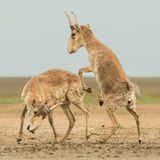 Kämpfende Saiga-Antilopen